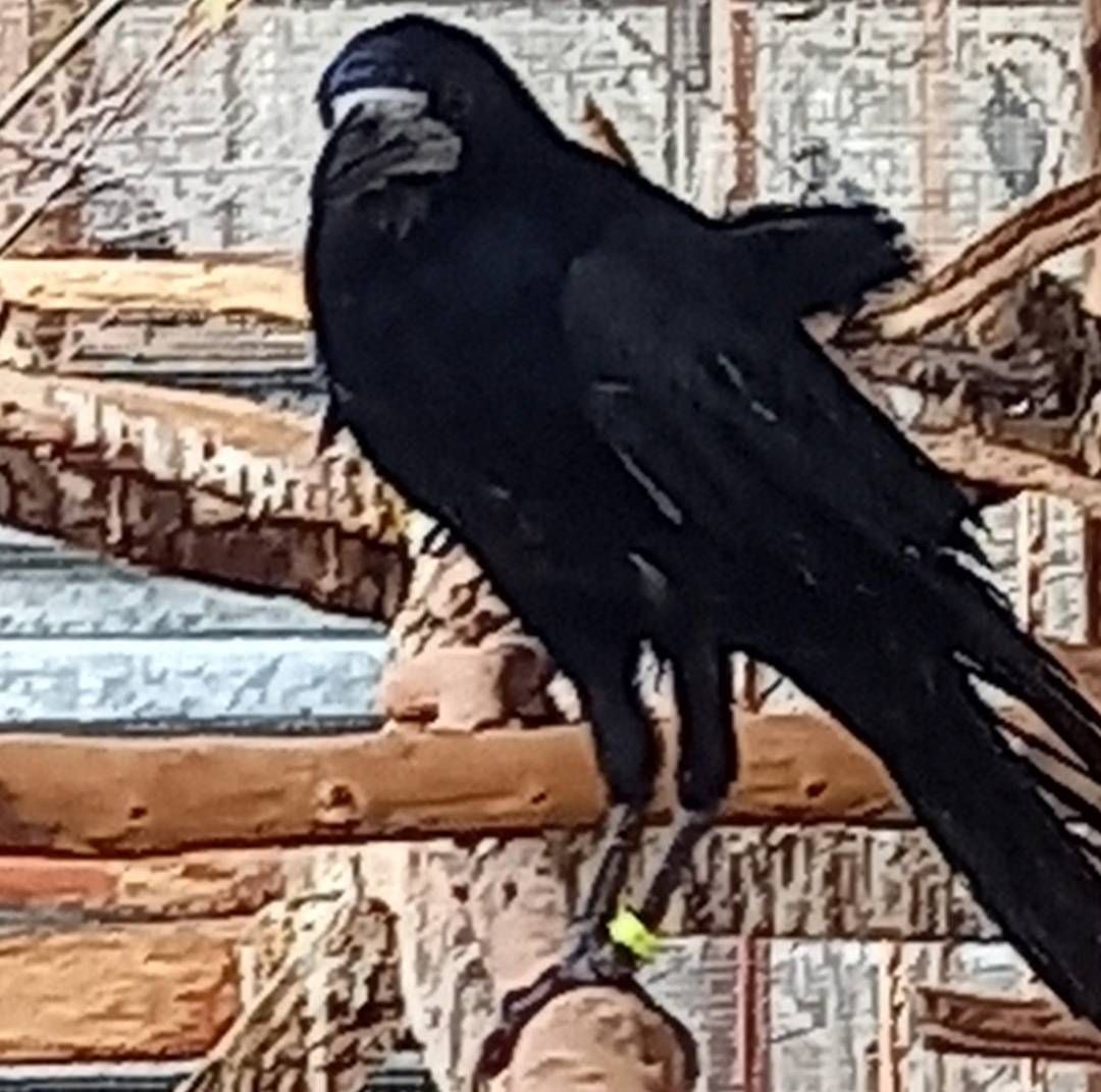 Vetési varjú a röpdében