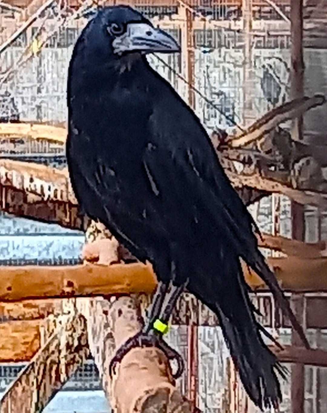 Vetési varjú Corvus frugilegus