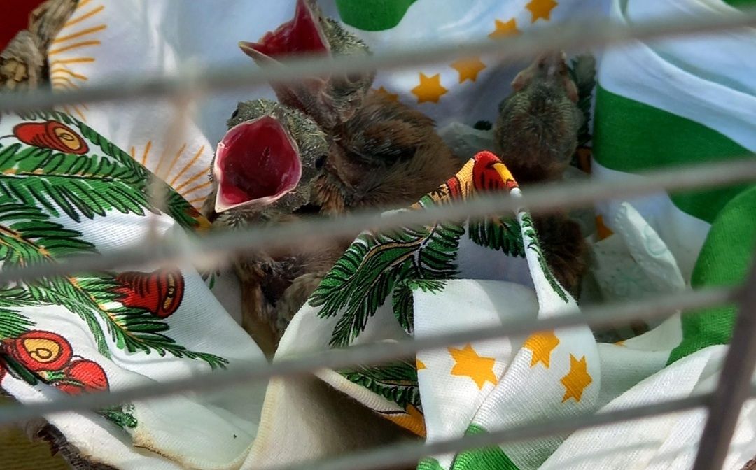 "Pici" Szajkók enni kérnek!