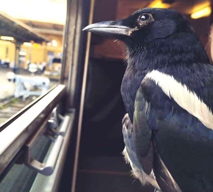 "Mennék már én is"