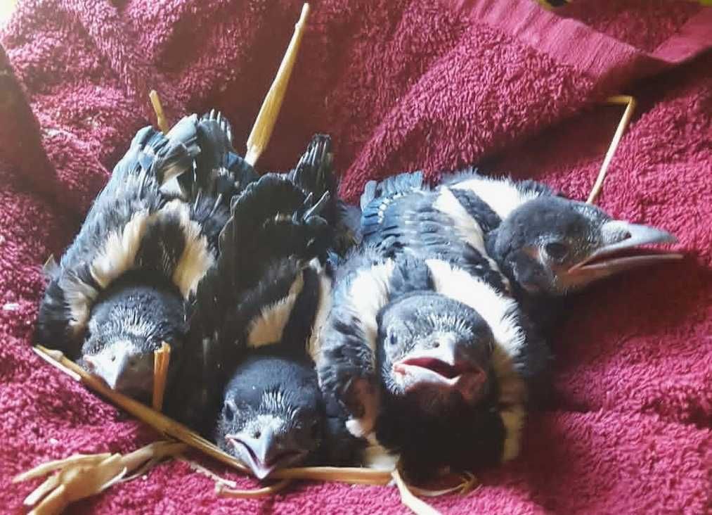 Bajba került Szarka fészekalj