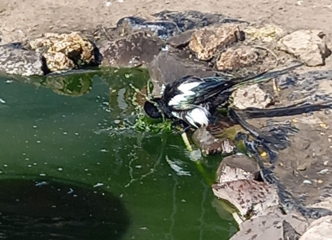 Fürdés Szarka módra