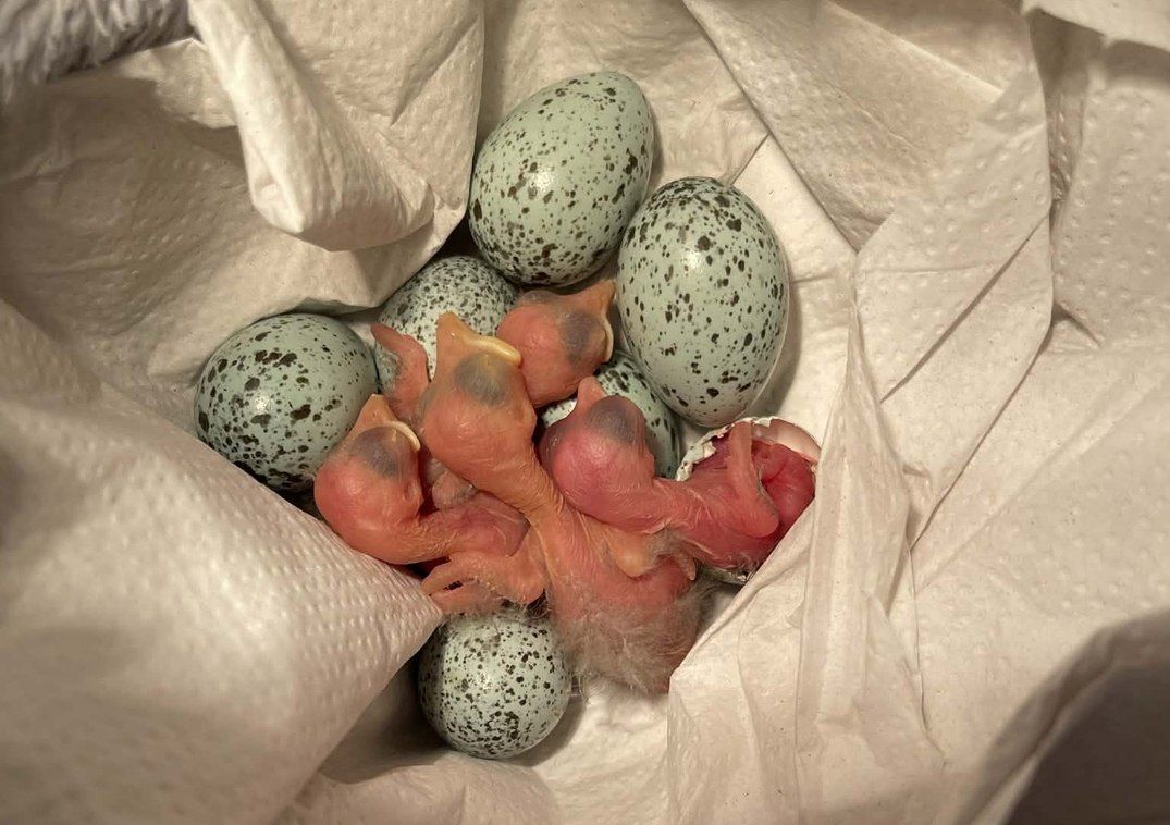 A kikelés pillanatai 1.