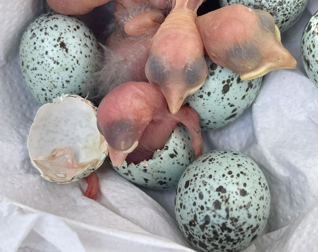 A kikelés pillanata 2.