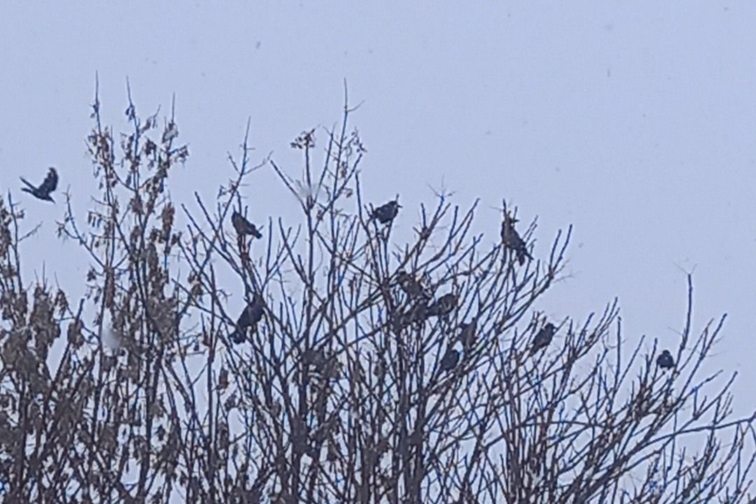 Vetési varjak az örszemek