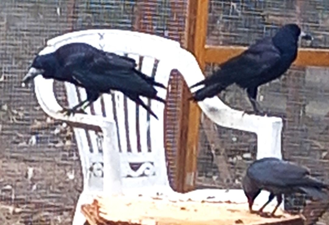 A külsős banda ...