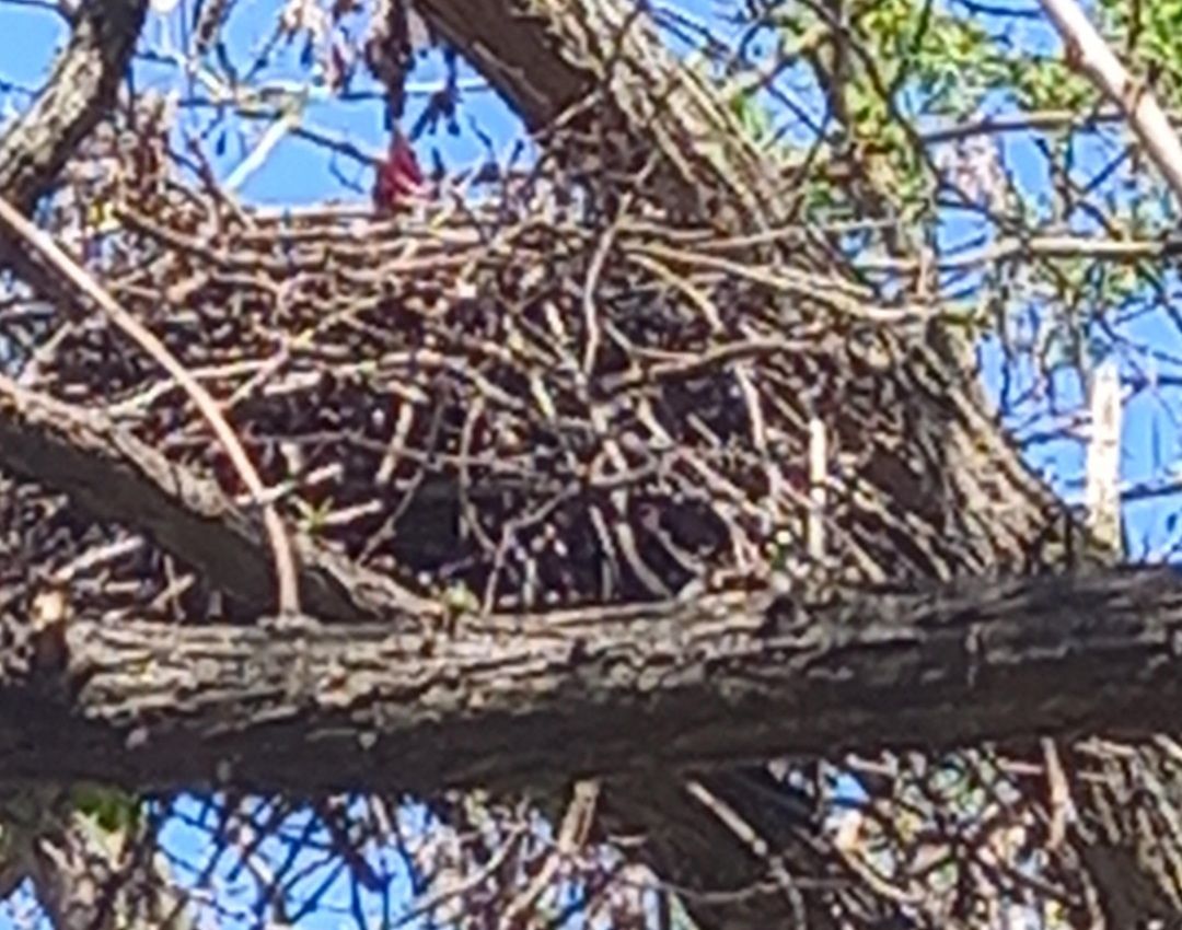 Vetési varjú ágfészke