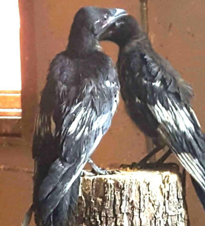 Kormos varjú fiókák