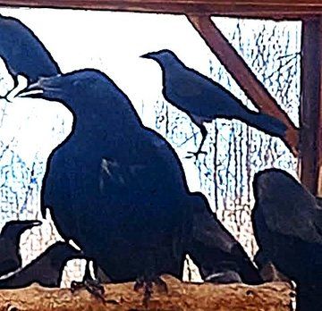 KORMOS varjú felnőtt