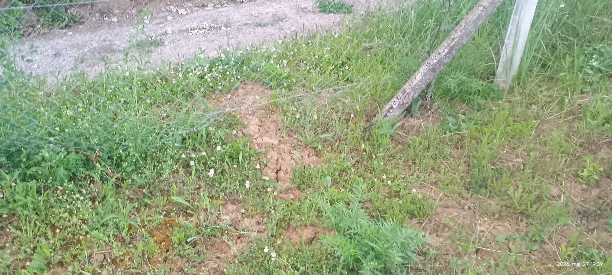 Hibát kihasználták a vaddisznók