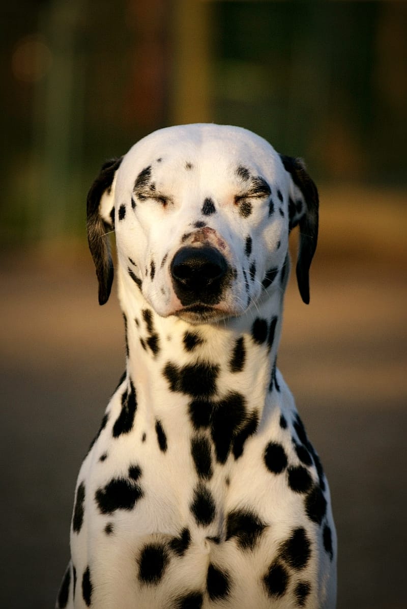 Bilan comportemental / 1er cours