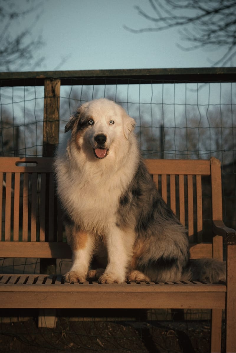 Accompagnement avant l'arrivée du chiot / chien