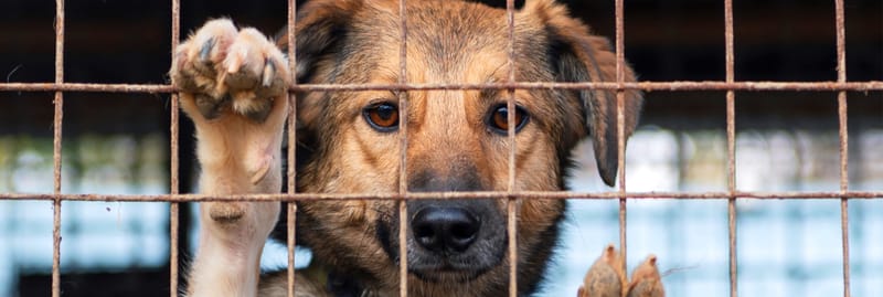 Enquêtes animalières