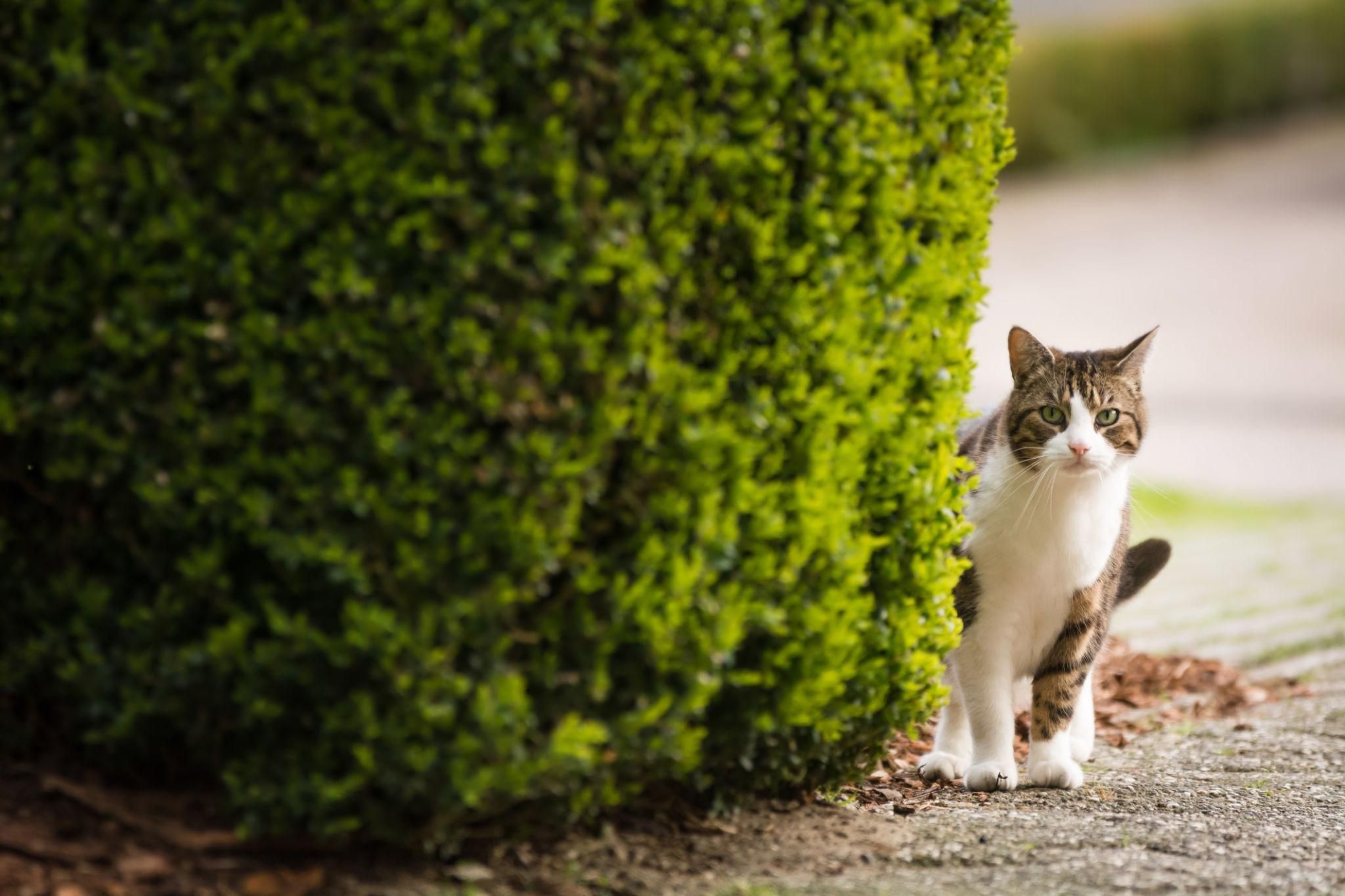 Un chat effrayé peut demeurer caché à proximité immédiate de son domicile sans répondre aux appels.