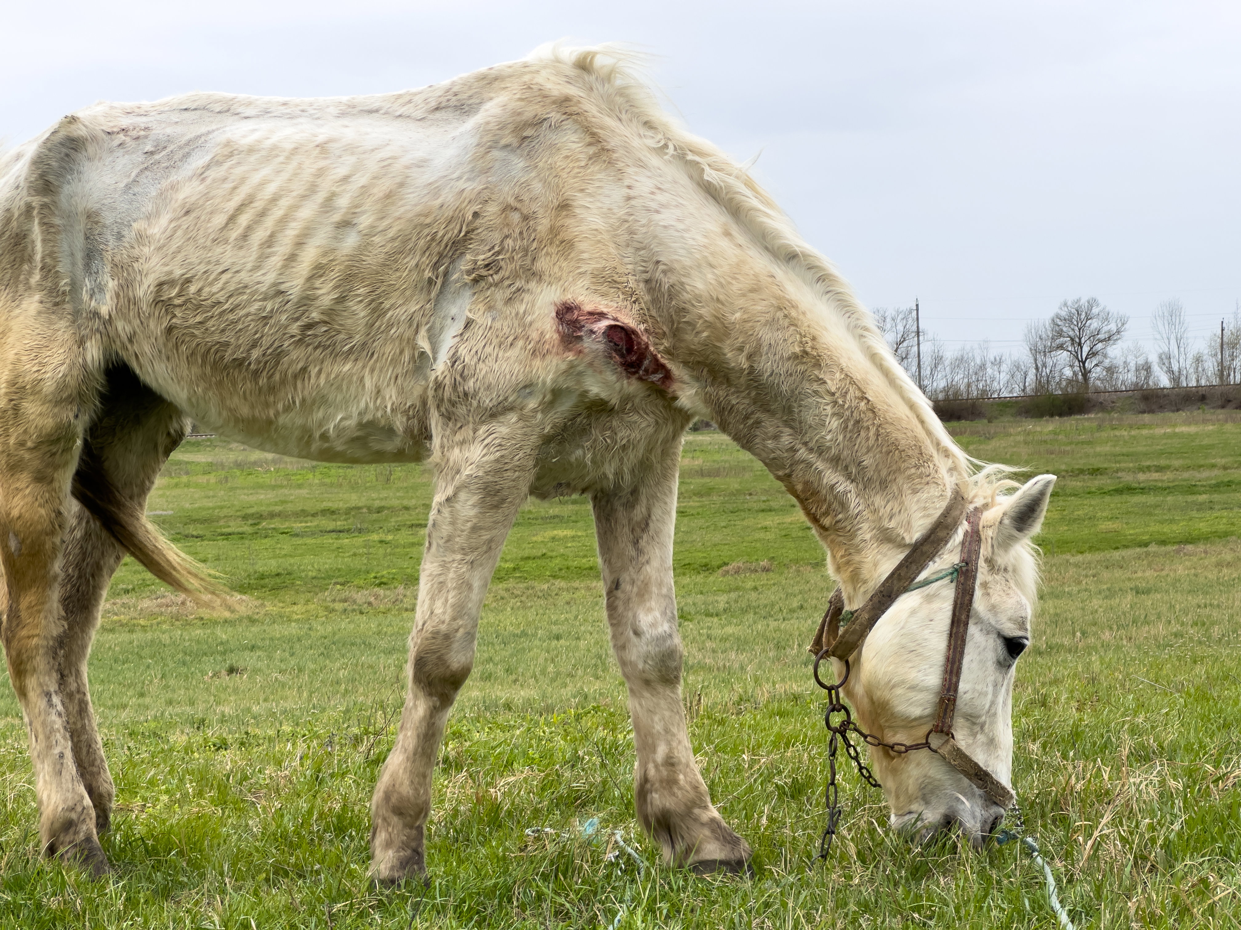Maltraitance animal chevaux chats chiens 