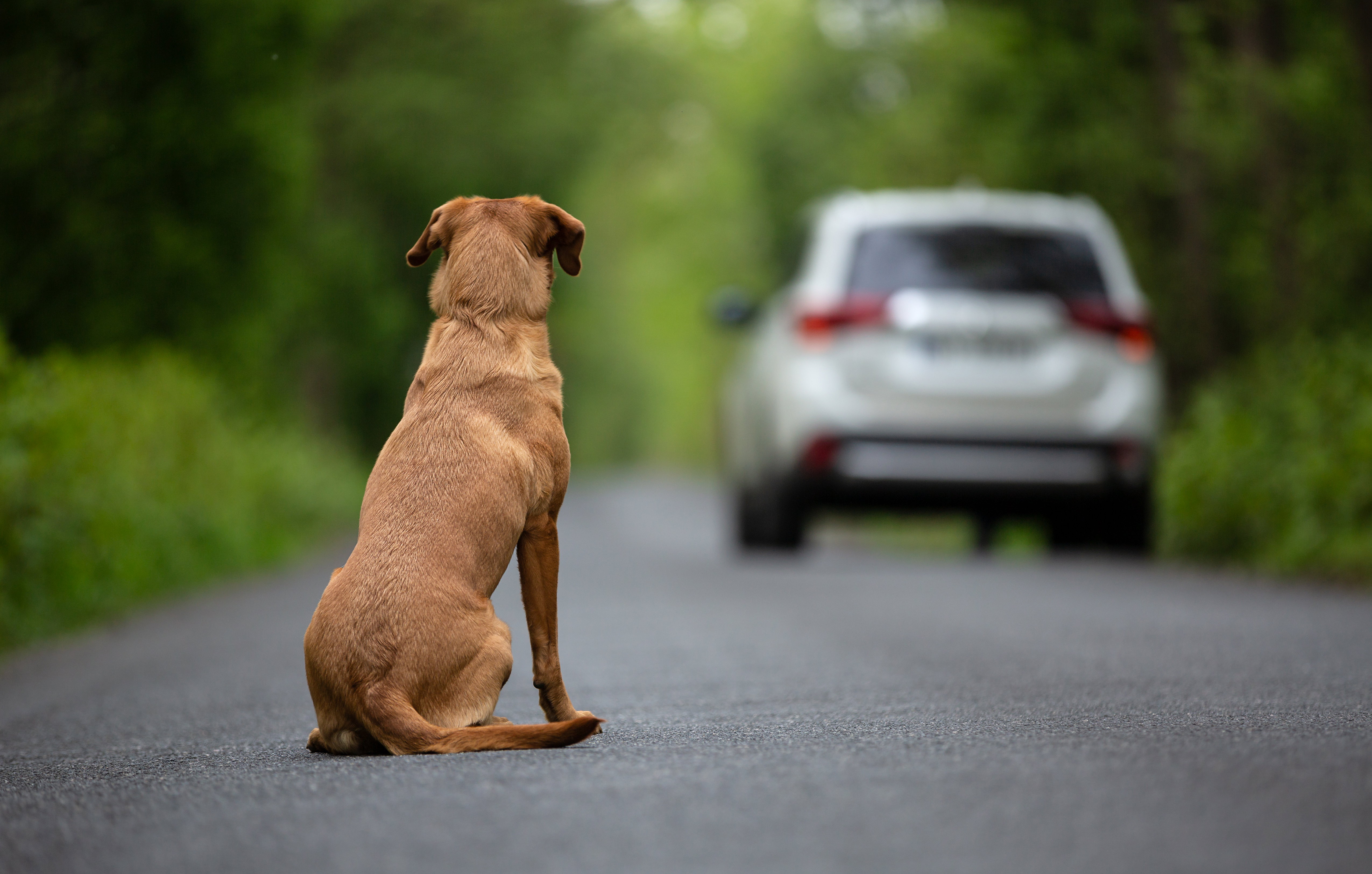 abandon en foret ou sur la route 