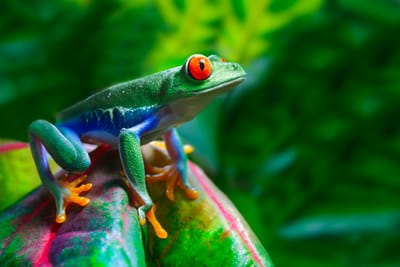Art of Flora &amp; Fauna image