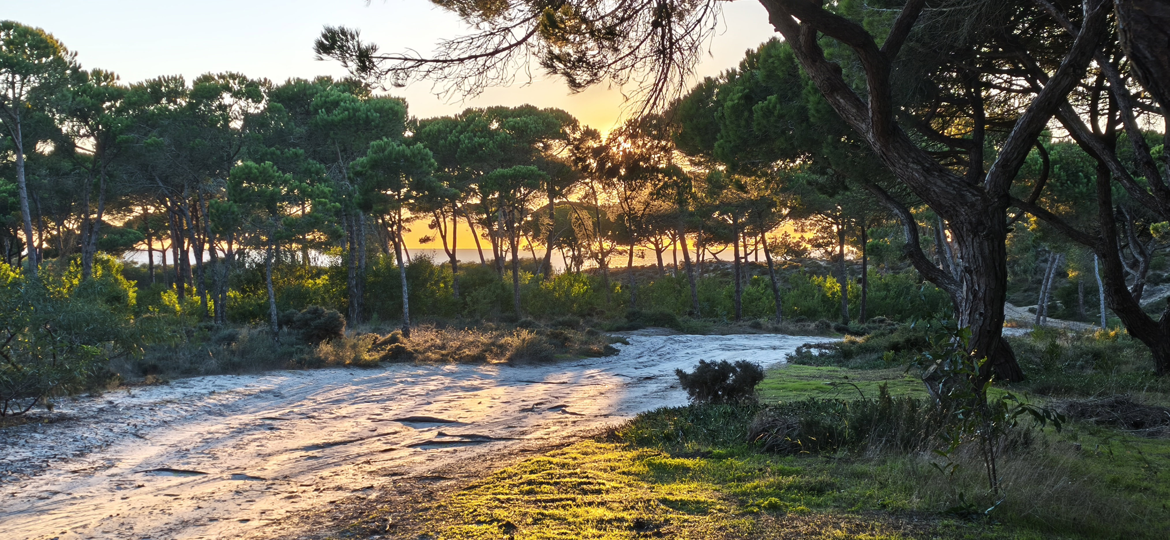 Pine forest beach trail at sunset near the Sesimbra coast in Portugal