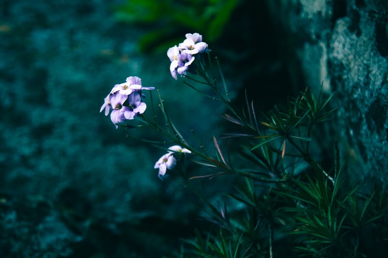 Wallflowers.