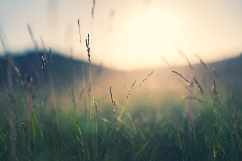 Light Contentedness.