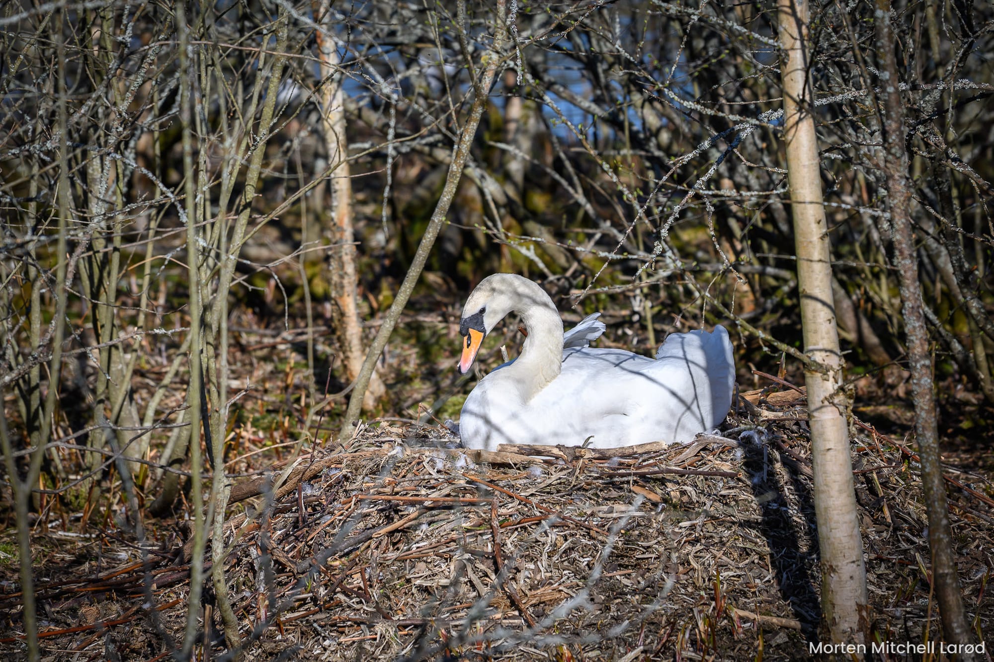 En svane ved Østensjøvannet