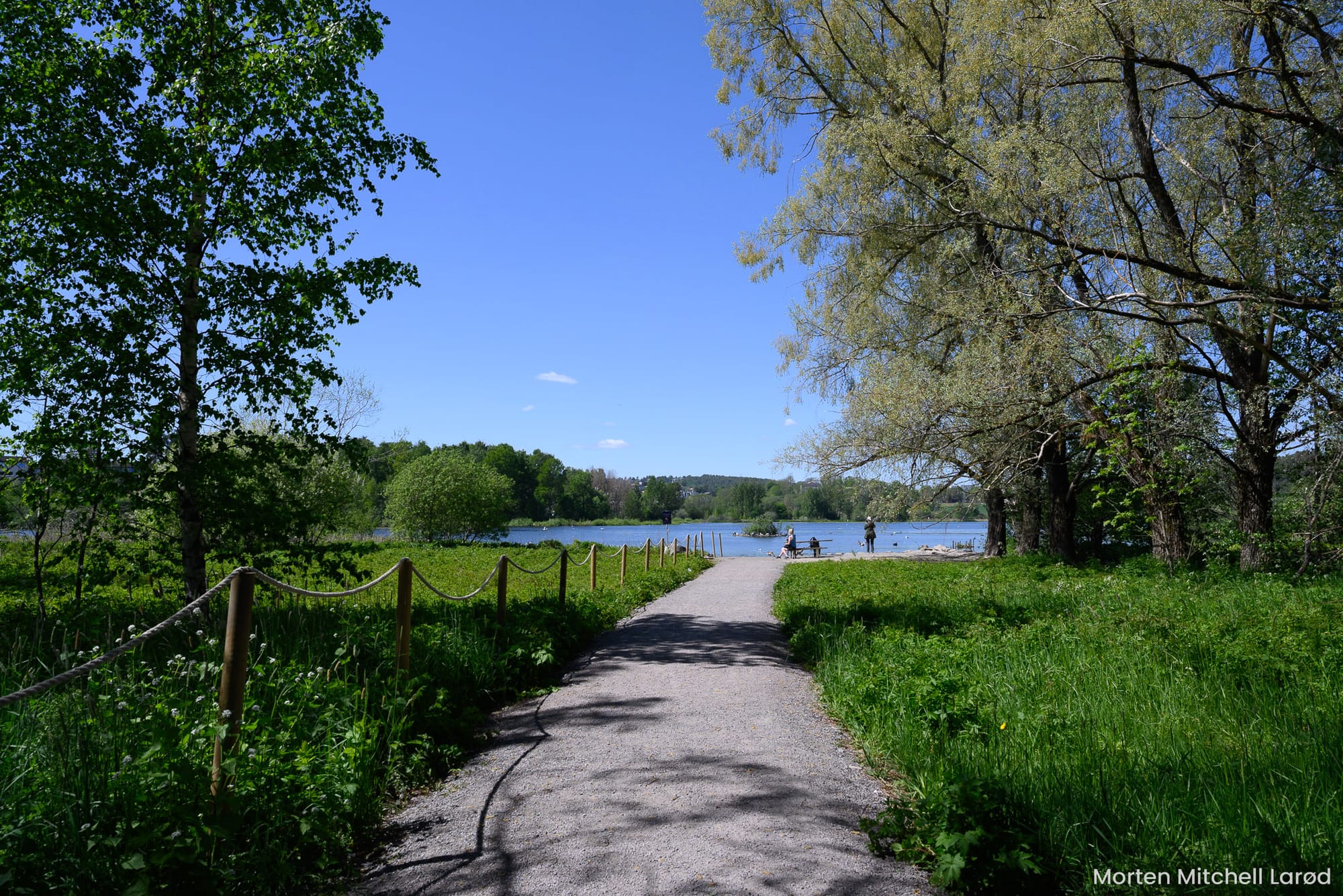 Fugletitterne ved Østensjøvannet