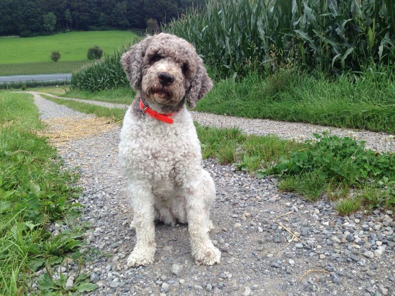 Belsi 14.2.06 bis 25.8.21