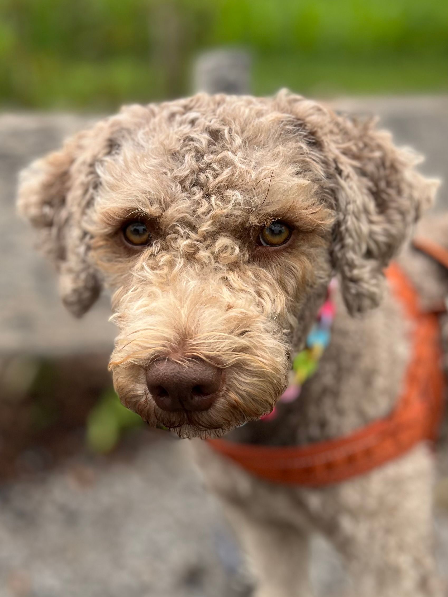 unsere Hündin                              Juno geb. 12.12.2022