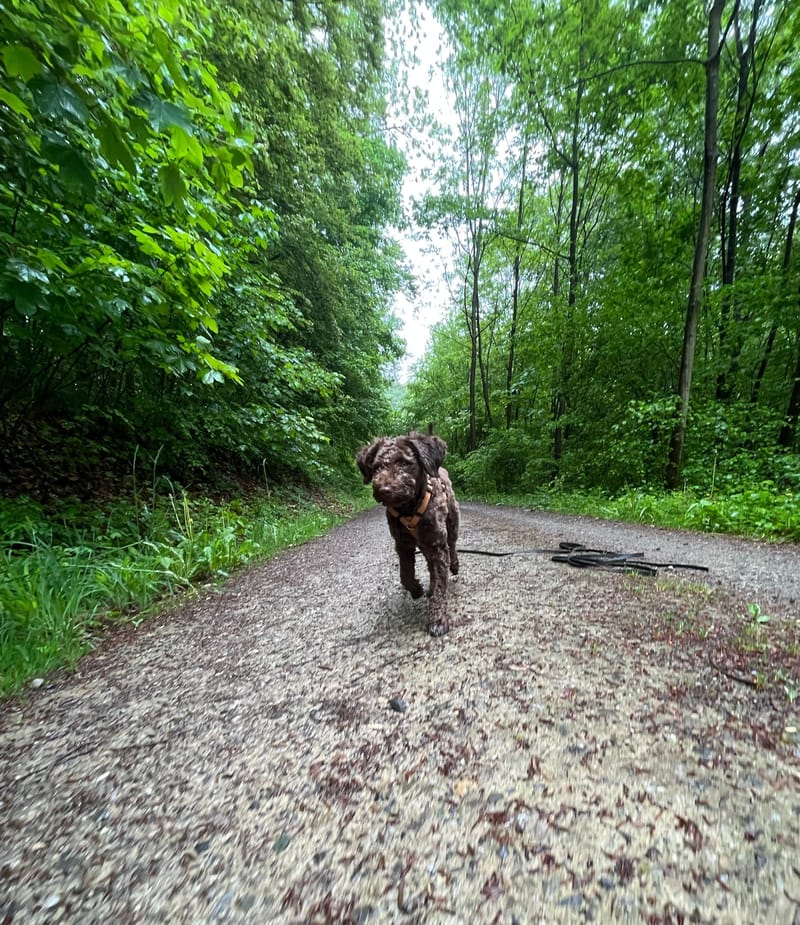 geboren am 12.12.2022, Farbe Marrone