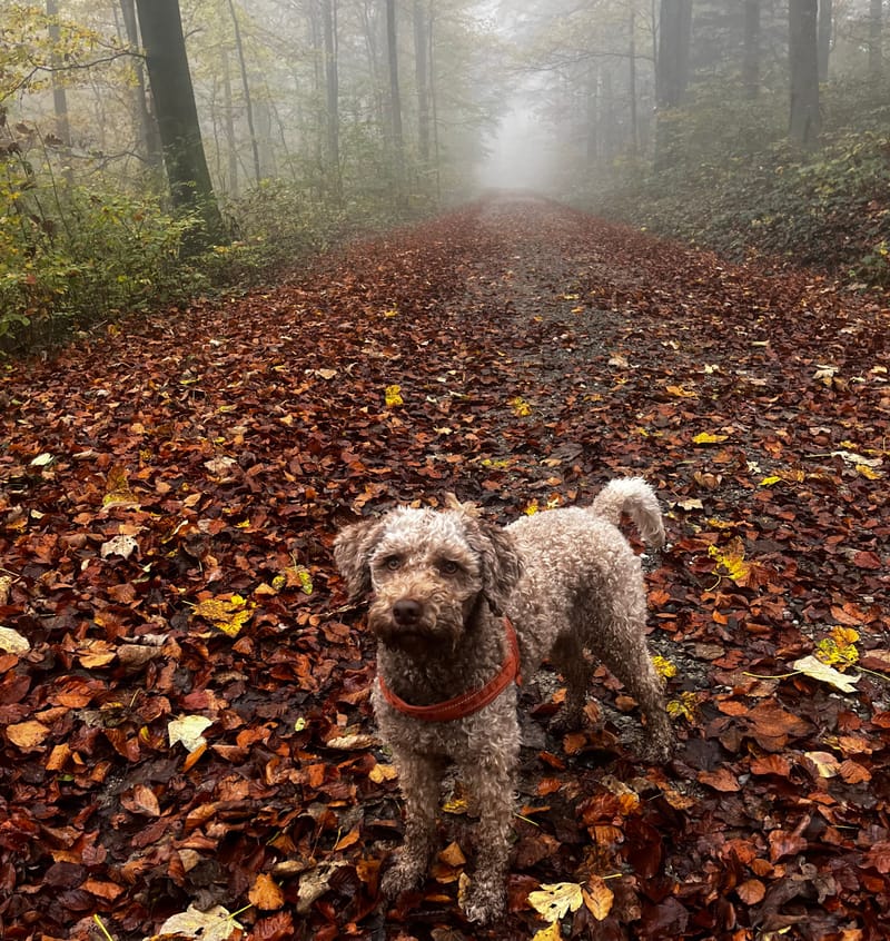geboren am 12.12.2022, Farbe Marrone