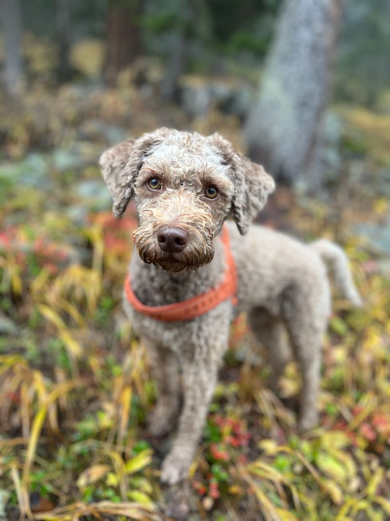 geboren am 12.12.2022, Farbe Marrone