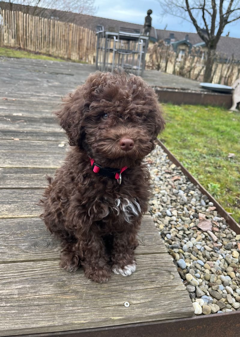 geboren am 12.12.2022, Farbe Marrone