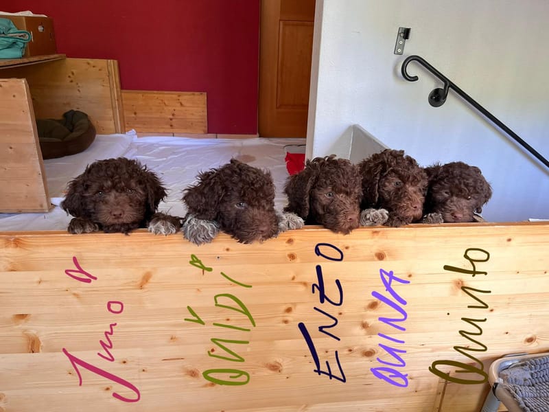 geboren am 12.12.2022, Farbe Marrone