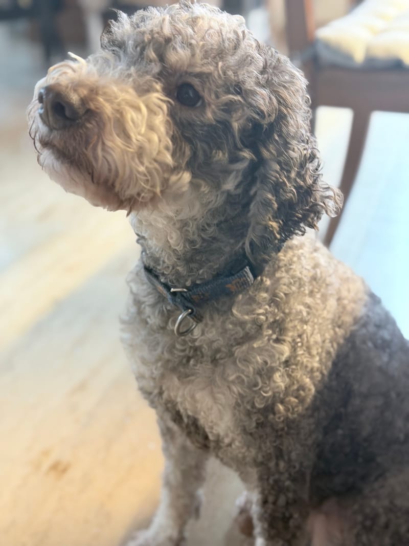 geboren am 28.2.2020, Farbe Roano (-Marrone), Focato