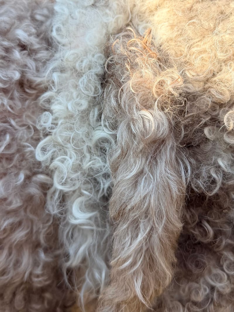 Welpen erwartet Mitte Mai 2026