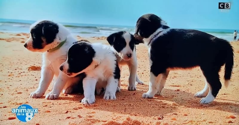 Notre toute premier portée de border collie