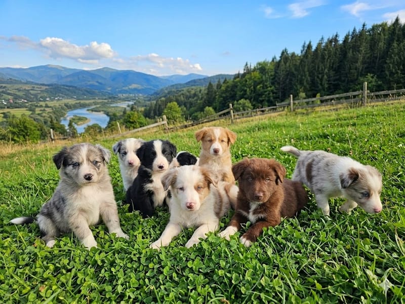 Suivie a vie et conseille personnaliser