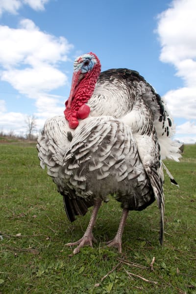 Art of J.J. Audubon &amp; Birds of America image