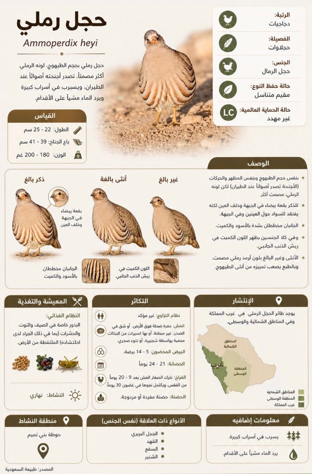 ريماس الردادي