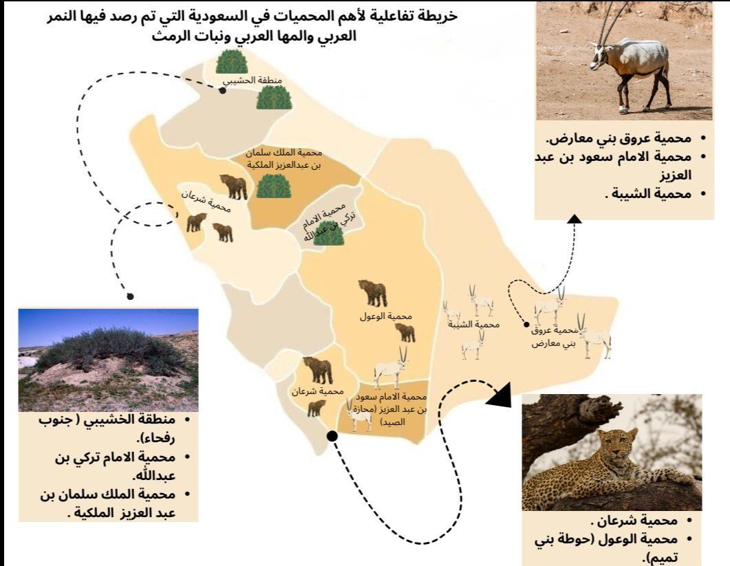 خريطة تفاعلية لأهم المحميات في السعودية التي تم رصد فيها المها العربي والنمر العربي ونبات الرمث