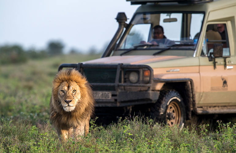 7 Days African Wildlife Safari for the Best Experience
