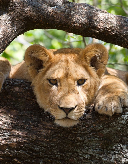 From a 2 Days Tanzania Safari to a 9 Days Safari Tanzania...