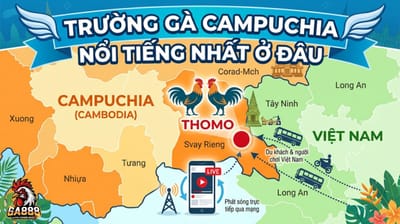 Trường Gà Campuchia: Nơi Diễn Ra Các Trận Đá Gà Thomo Đỉnh Cao