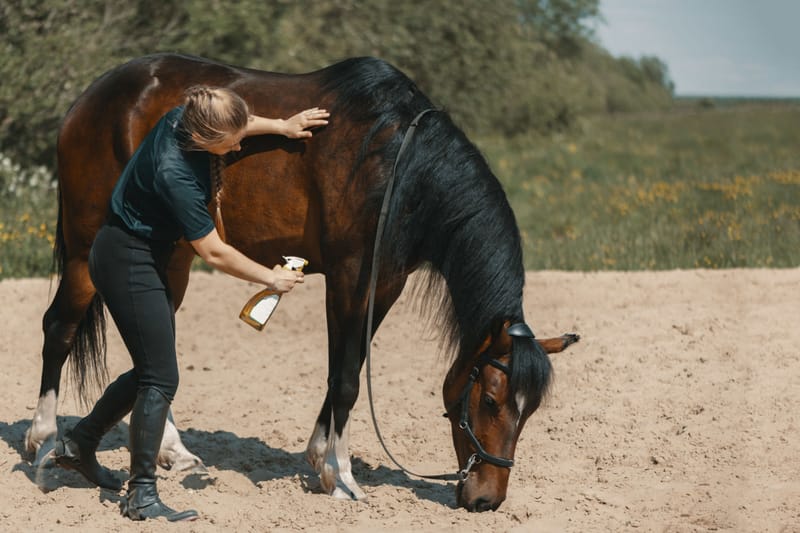 Horse Boarding & Professional Care