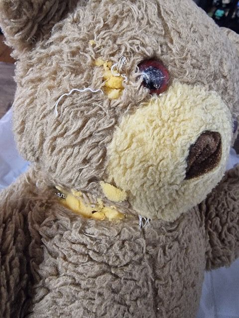 Teddy before