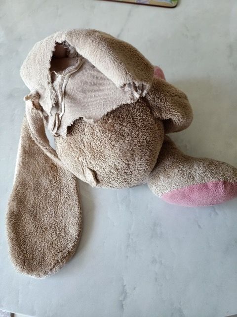 Bunny before