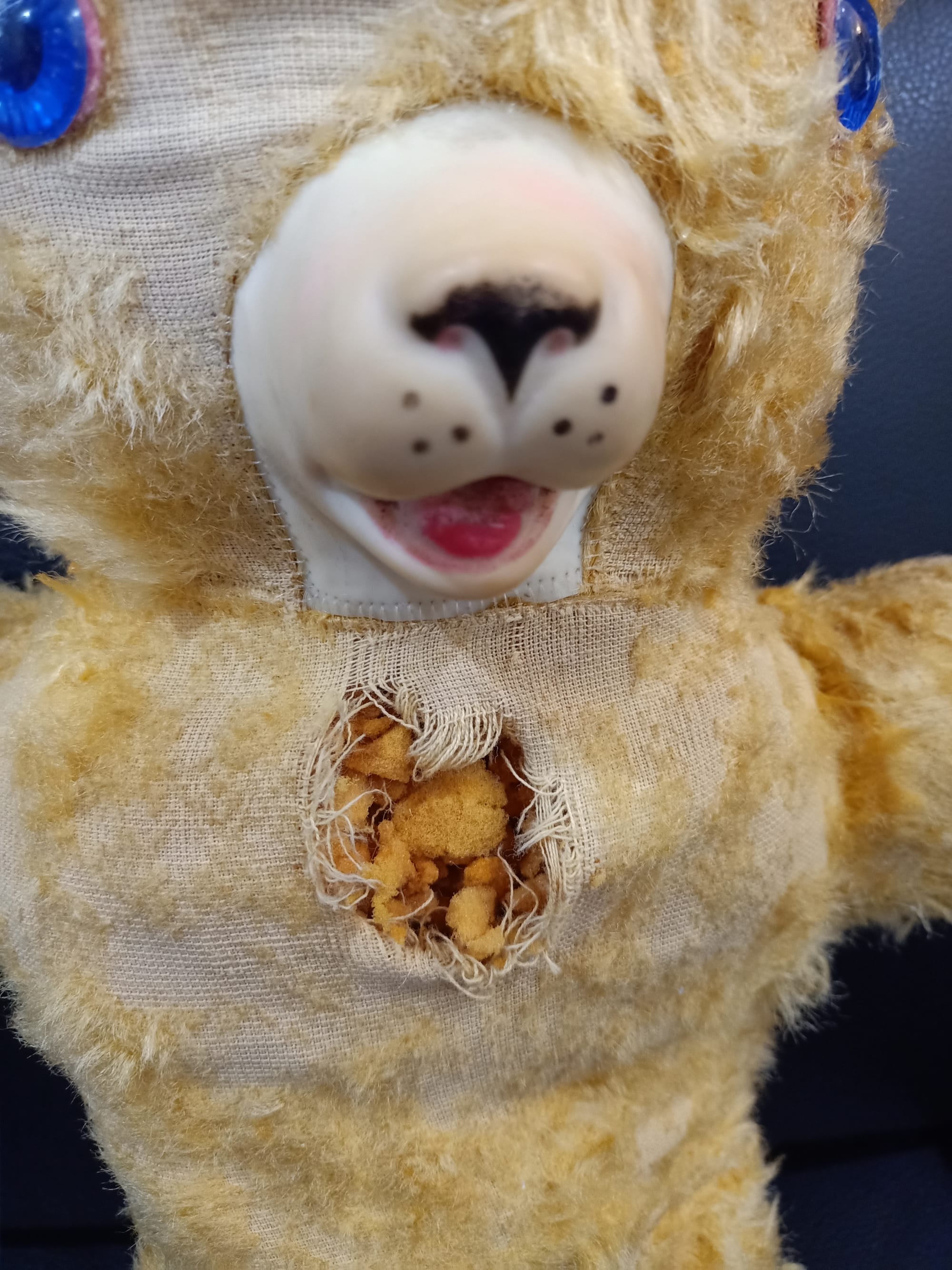 Teddy before