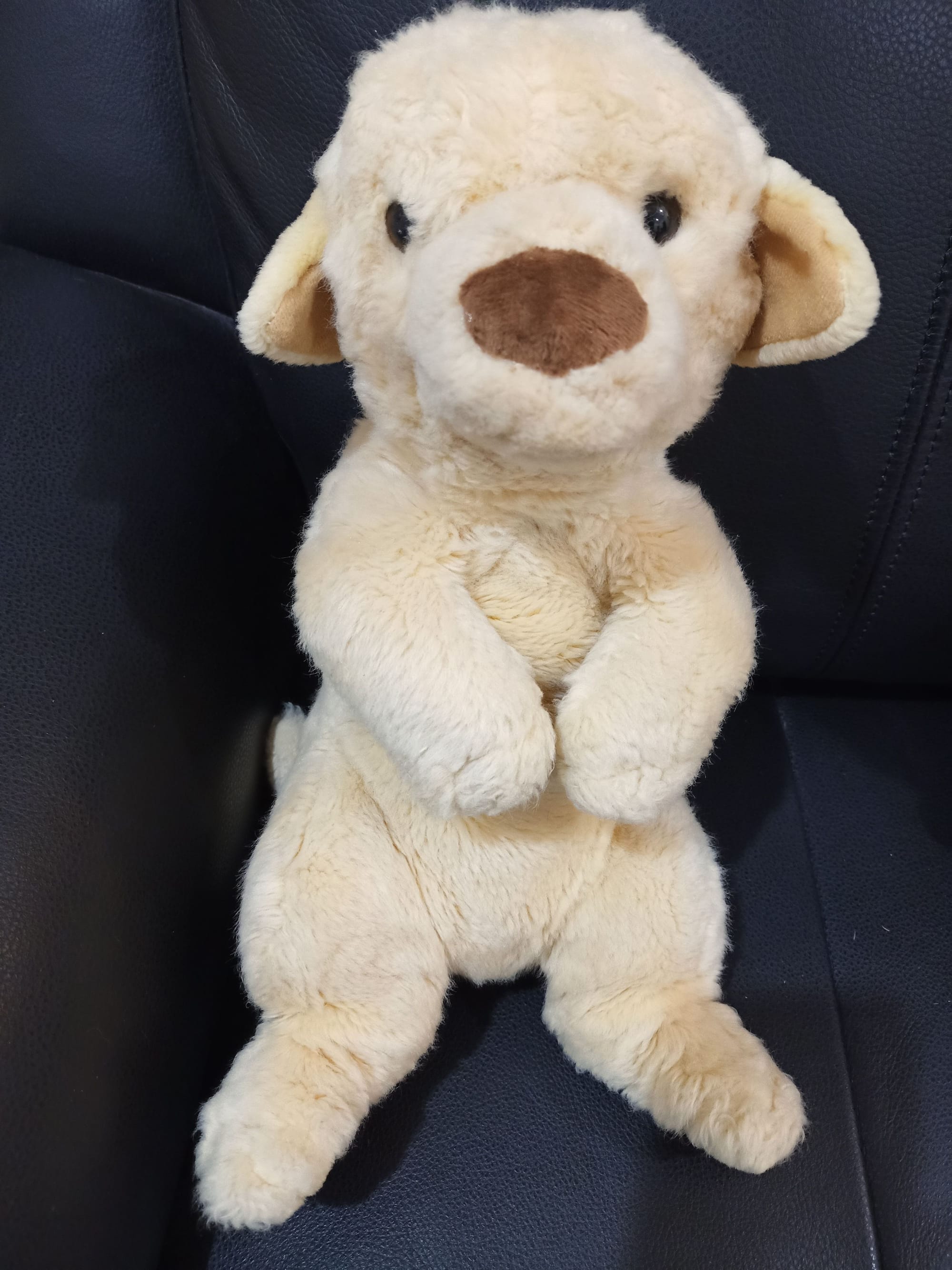 Puppy after