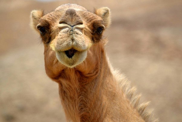 يتمة الاول