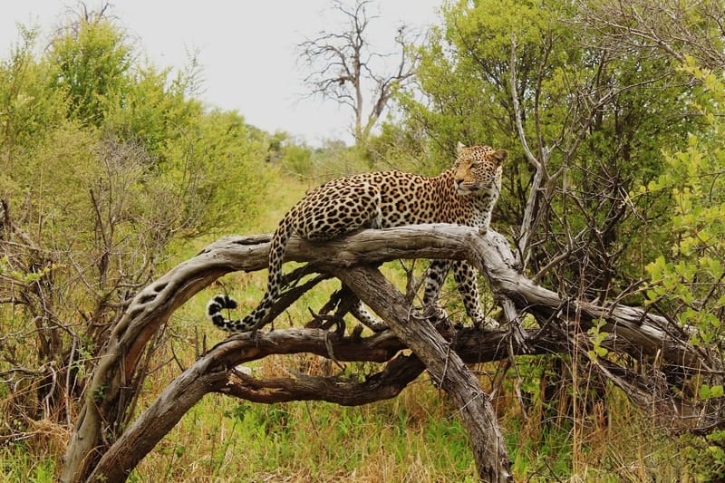 Game drive in Zambezi National Park